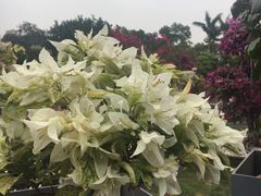 -莲花山公园