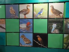 -溱湖国家湿地公园