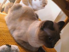 -滚猫咖啡·猫咖·猫友好撸猫(未来城店)