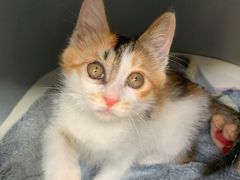 -萌兽医馆·犬猫专科·眼科中心·宠物医院(朝阳门分院)