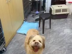-美联众合爱康动物医院•复杂内科•肿瘤科•牙科•腔镜诊疗中心