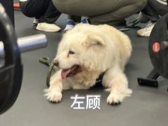 -Vamos巴猫司健身中心(五角场店)