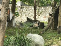 -都江堰中华大熊猫苑