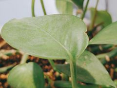 -一只酸奶牛(百联南岸上海城店)