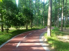 -黄海国家森林公园