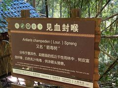 -西双版纳原始森林公园