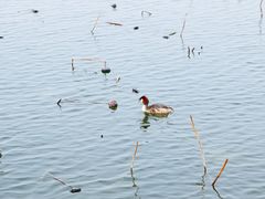 -野鸭湖国家湿地公园
