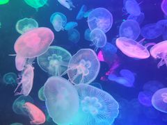 -合肥海洋世界