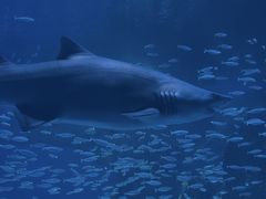 -海合安成都极地海洋公园