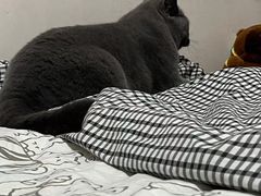 -博特宠物医院24h犬猫全科.骨科·异宠