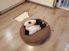 -浣熊柯尔鸭土拨鼠·电玩咖