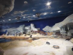 -海合安武汉极地海洋公园
