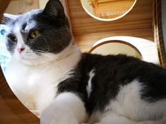 -猫和宫(六道口店)