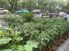 -上海方塔园