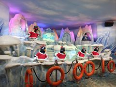 -帝企鹅自助餐厅•儿童岛•真企鹅(长隆企鹅酒店)