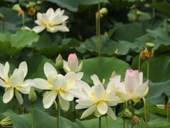 -莲花池公园