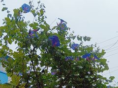 -老鼎万春卤菜(五代传承创始老店)