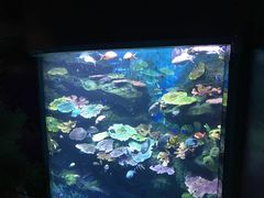 -暹罗海洋世界