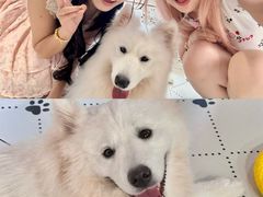 -毛绒耶耶撸宠馆·猫咖·狗咖·荷兰猪咖
