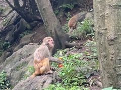 -黔灵山公园