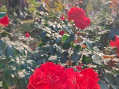 -人民公园(罗湖区)