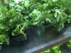 茼蒿-销魂美蛙鱼头火锅(上海首店)