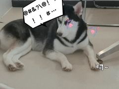 -共舞时光猫咖·狗咖(新街口店)