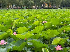 -长春市南湖公园