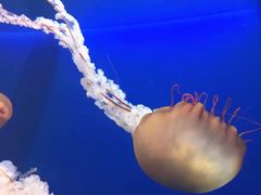 -新加坡海洋生态馆