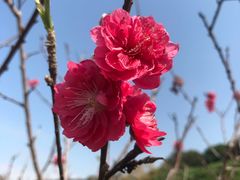 -松山湖梦幻百花洲