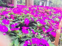 -艾溪湖湿地公园