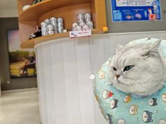 -关爱宠物医院·猫科中心·消化科(滨湖万达分院)