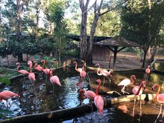 -清迈夜间动物园