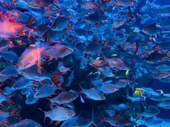 -成都浩海立方海洋公园