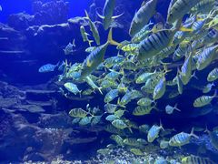 -海合安武汉极地海洋公园