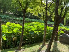 -陈家山荷花公园