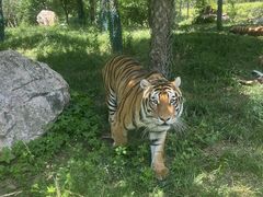 -栾川竹海野生动物园