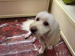 -多卡布奇宠物生活馆(上林世家店)