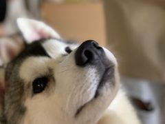 -Husky Go! 哈士奇体验馆·宠物咖啡厅狗咖