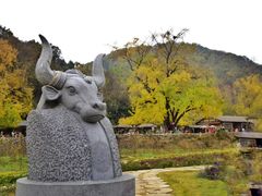 -千年银杏谷文化旅游区