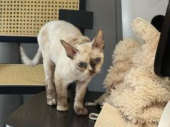 -琪喵猫屋·撸猫猫咖·猫舍