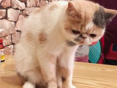-猫咪咖啡店(新城大街店)