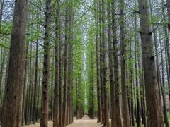 -渡海小渔村.老辈日照菜