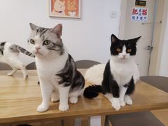 -有喵·猫咖·狗咖·30几只猫10只小狗(岗厦店)