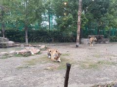 -上海野生动物园老虎餐厅