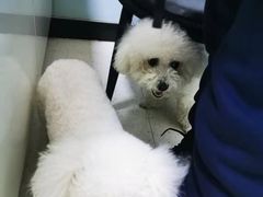 -全心全意连锁动物医院(加州店)