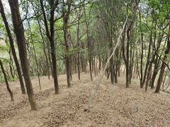 -黄埔油麻山森林公园