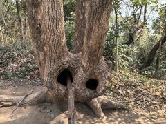 -上海佘山国家森林公园天马山园