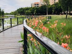 -映月湖公园