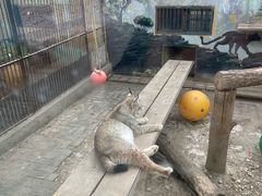 -青藏高原野生动物园